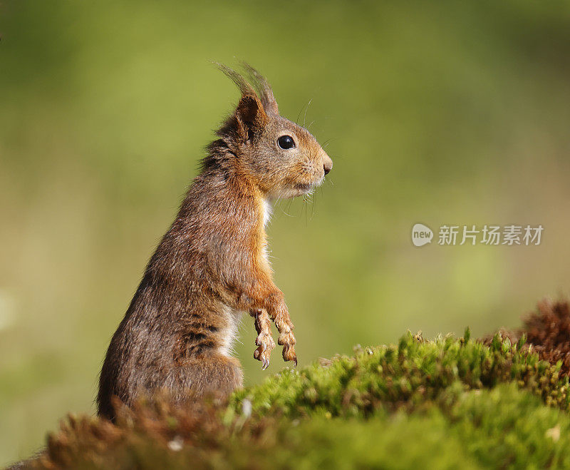 红松鼠(Sciurus vulgaris)